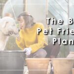 pet friendly plants that thrive in a range of temperature and light conditions